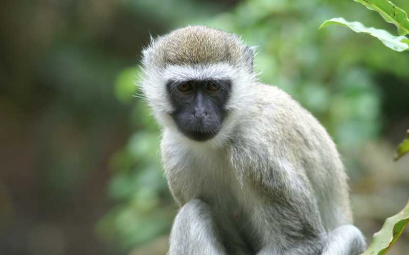 vervet monkey: a classic vervet monkey. when i think “monkey” i think of a vervet monkey. love these guys im gonna say 7/10 you guys rock