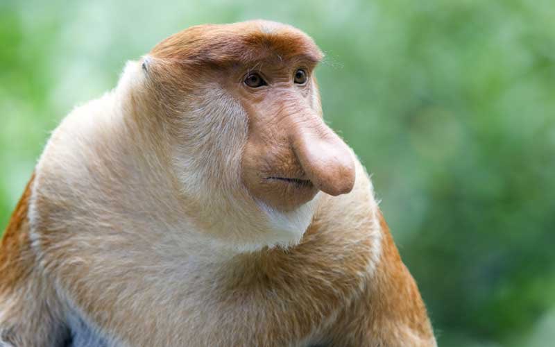 proboscis monkey/long nosed monkey: there’s a lot going on here not gonna lie but this monkey looks so wise...these monkeys just know things and i really respect that. 7.5/10