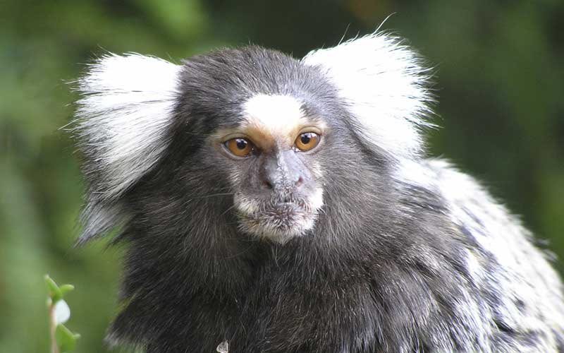 common marmoset: idk i get bad vibes from this guy...like you’re cute but.....idk you just kind of unsettle me. 4/10