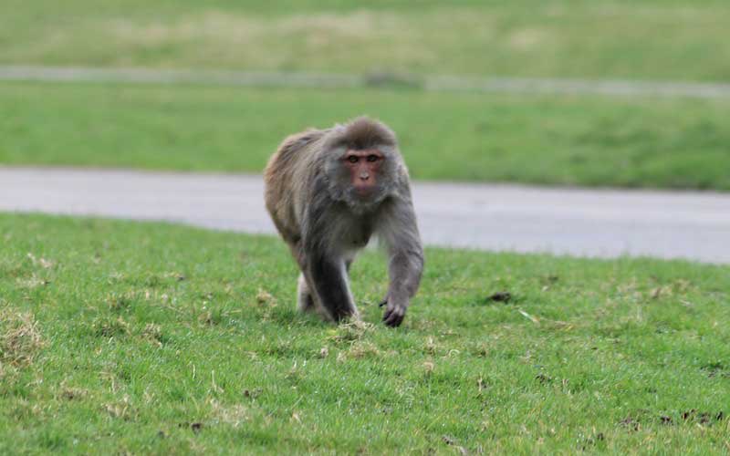 rhesus macaque: absolutely classic monkey here. if there’s any rhesus macaques reading this i just wanna say i think you guys are great. solid 8.5/10