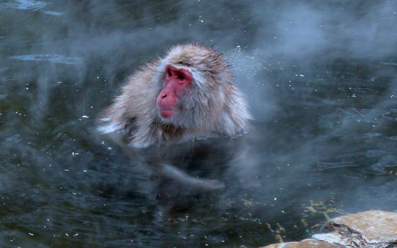 Japanese Macaque/snow monkey: ICONIC MONKEY ALERT!!!    10/10 no doubt about it. look at them.....stunning.... they’re just chilling in the water... i love that for them