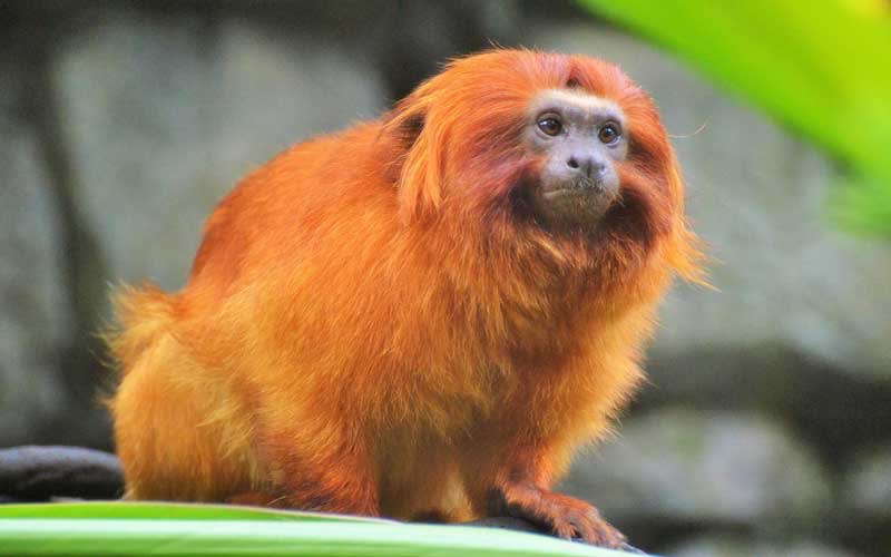 Golden Lion Tamarin: YESSSS look at you!!!!! constantly raising the bar. 9/10 so much character here!!!!!!
