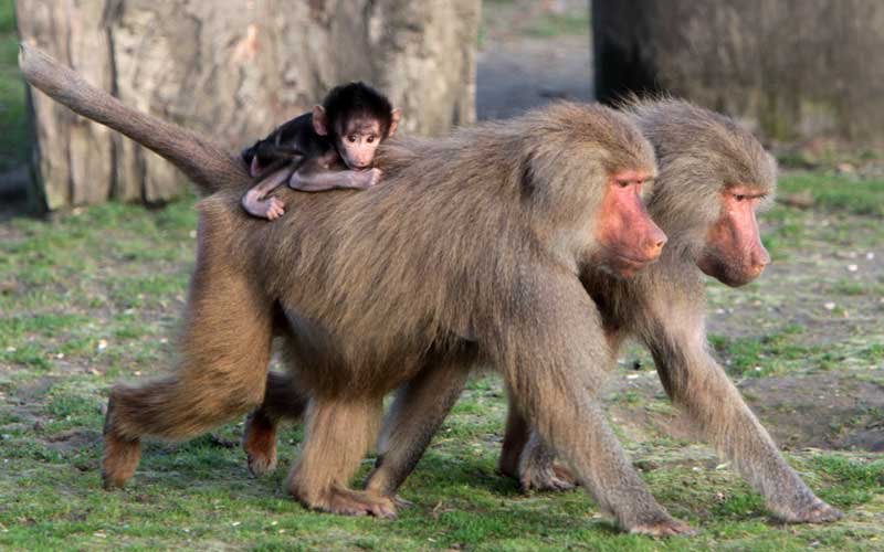 baboon: Not sure if you’re an ape or a monkey? I love how we share a lot of similar DNA, very cool. 8.5/10