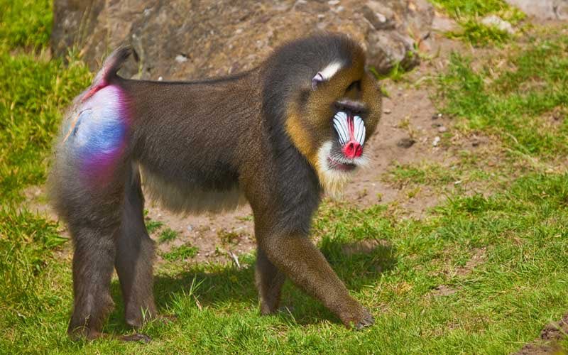 Mandrill: im a little bit scared of you but i love the colours you look very interesting. 7/10