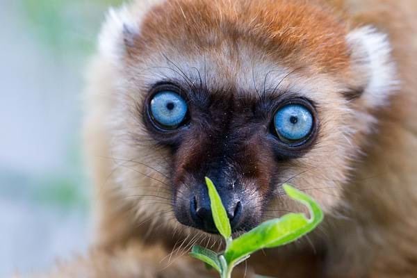 blue eyed black lemur: honestly not a huge fan of lemurs. kinda cute but sort of underwhelming? 4/10 sorry to the lemur stans