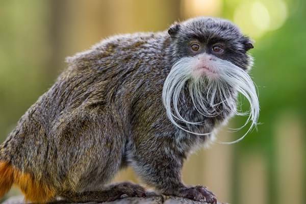 Emperor tamarin: YESSS i love this!!!!!!!! a moustache????!!!! amazing. no ones doing it like an emperor tamarin 9/10!!!!!!