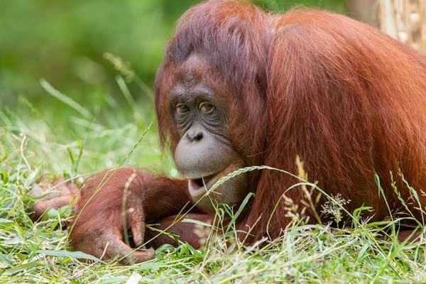 Bornean orangutan: CLASSIC!!! everyone loves an orangutan..but i think they always look a bit :-( sad :-( you know so 9/10 maybe cheer up? i hope everything’s okay