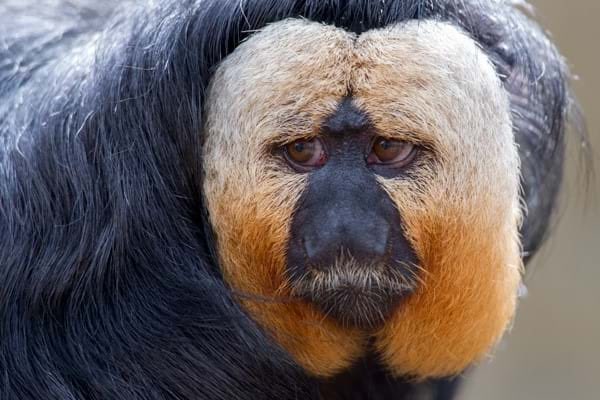 White-faced saki: very original theres simply no one like a white faced saki and for that this is a solid 8/10