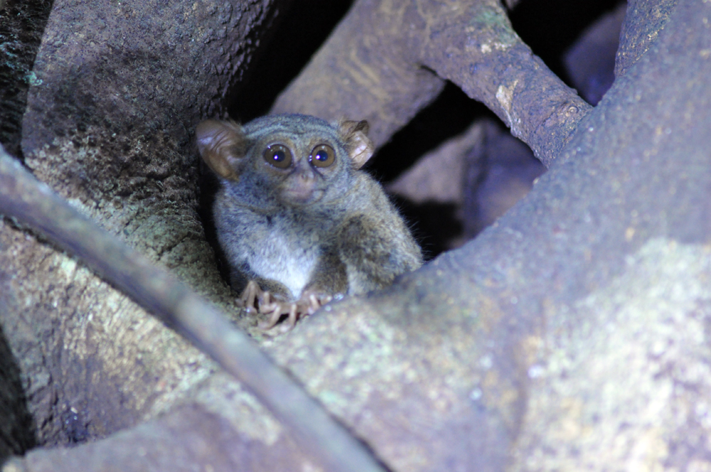 First to branch off were the tarsiers (pic below from  https://www.iucnredlist.org/species/21491/9288932). Tarsiers are from southeast Asia, and have massive eyes. There are around a dozen species.  #Primates  #BangorDoesPrimates