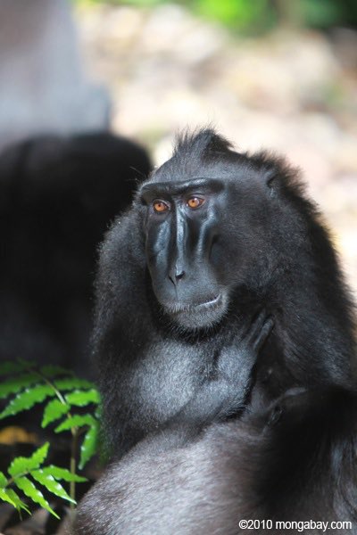 Crested black macaque: i can imagine this guy reading a book under a tree. 9/10