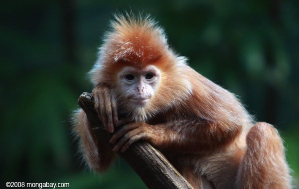 Ebony langur: uhhhh kind of looks like a demon? looks like it would sell you something faulty. pretty cute though 2/10 i don’t trust it