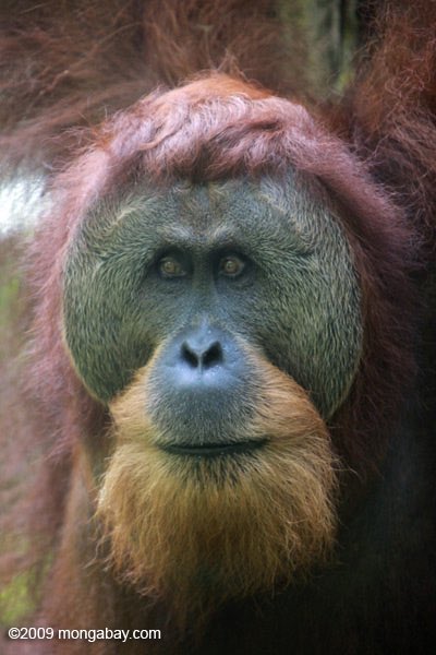 Sumatran Orangutan: second orangutan on this thread but this one is a 10/10 i love how it has a little micro fringe