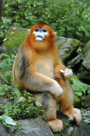 Qinling golden monkey:  another god tier monkey 10/10 i really wanna hug this one