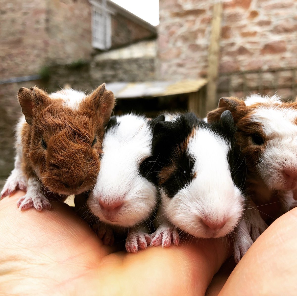 Exciting way to start the week. Four new additions to the crazy Smith family zoo born over night!