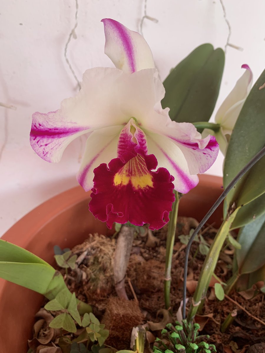 honkoval1's tweet photo. #cattleya #orchids #NaturePhotography #flowers https://t.co/29LwFSFo52