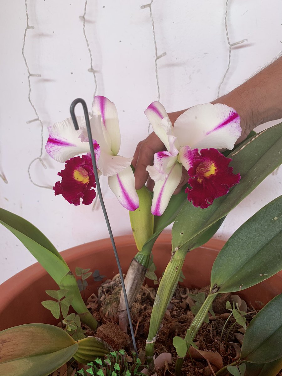 honkoval1's tweet photo. #cattleya #orchids #NaturePhotography #flowers https://t.co/29LwFSFo52