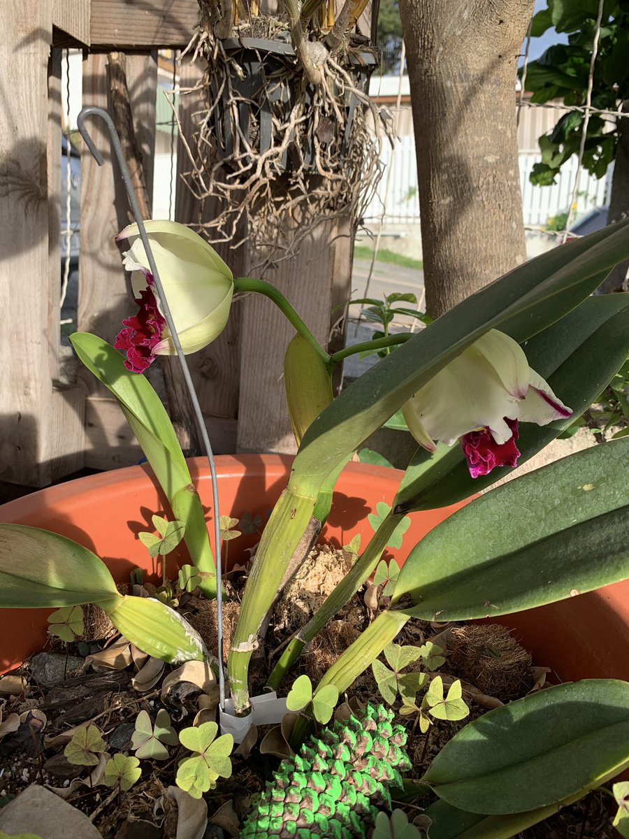 honkoval1's tweet photo. #cattleya #orchids #NaturePhotography #flowers https://t.co/29LwFSFo52