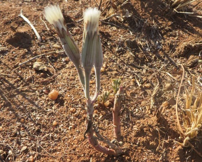 Our #PlantOfTheWeek is Kleinia venteri. An unusual, cryptic, stoloniferous succulent. This is a very rare species, known only from the Polokwane District of the Limpopo Province, growing on flat to hilly open terrain in savanna vegetation.