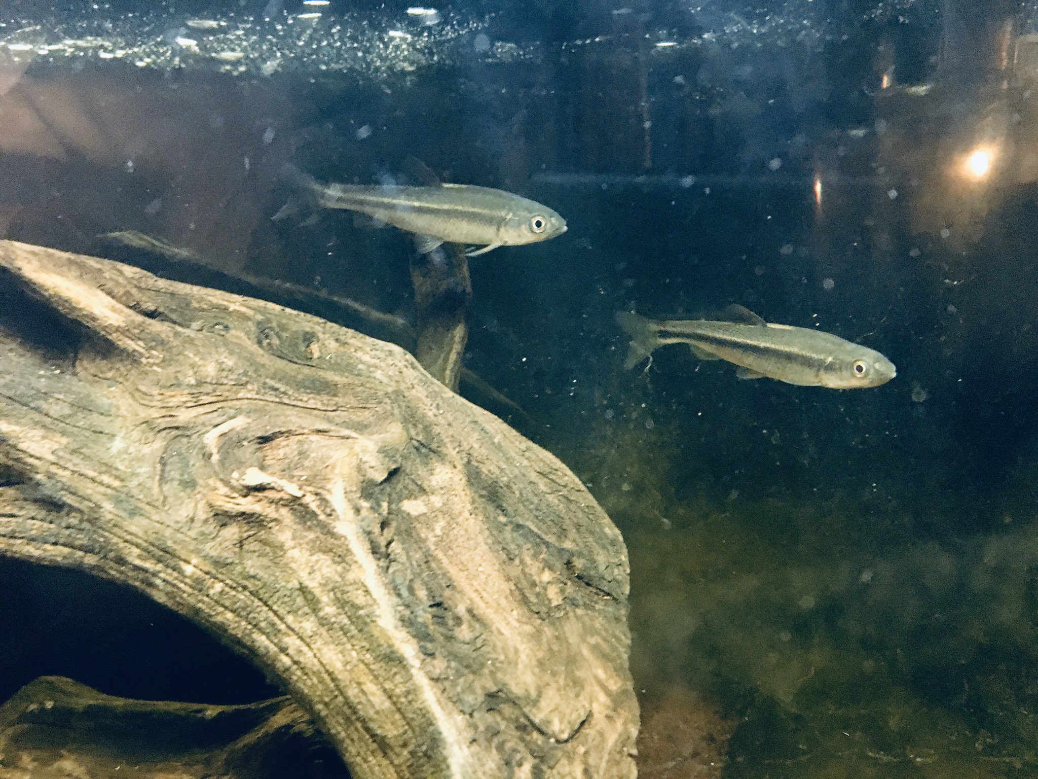 Moi 1年半以上飼育しているカワムツとヒドジョウ 最初はメダカの半分ちょいの大きさだったのにその10倍以上大きくなりました いつか1センチの大型水槽で日本産淡水魚のアクアリウム作ってみたい 日本産淡水魚 カワムツ ドジョウ アクアリウム