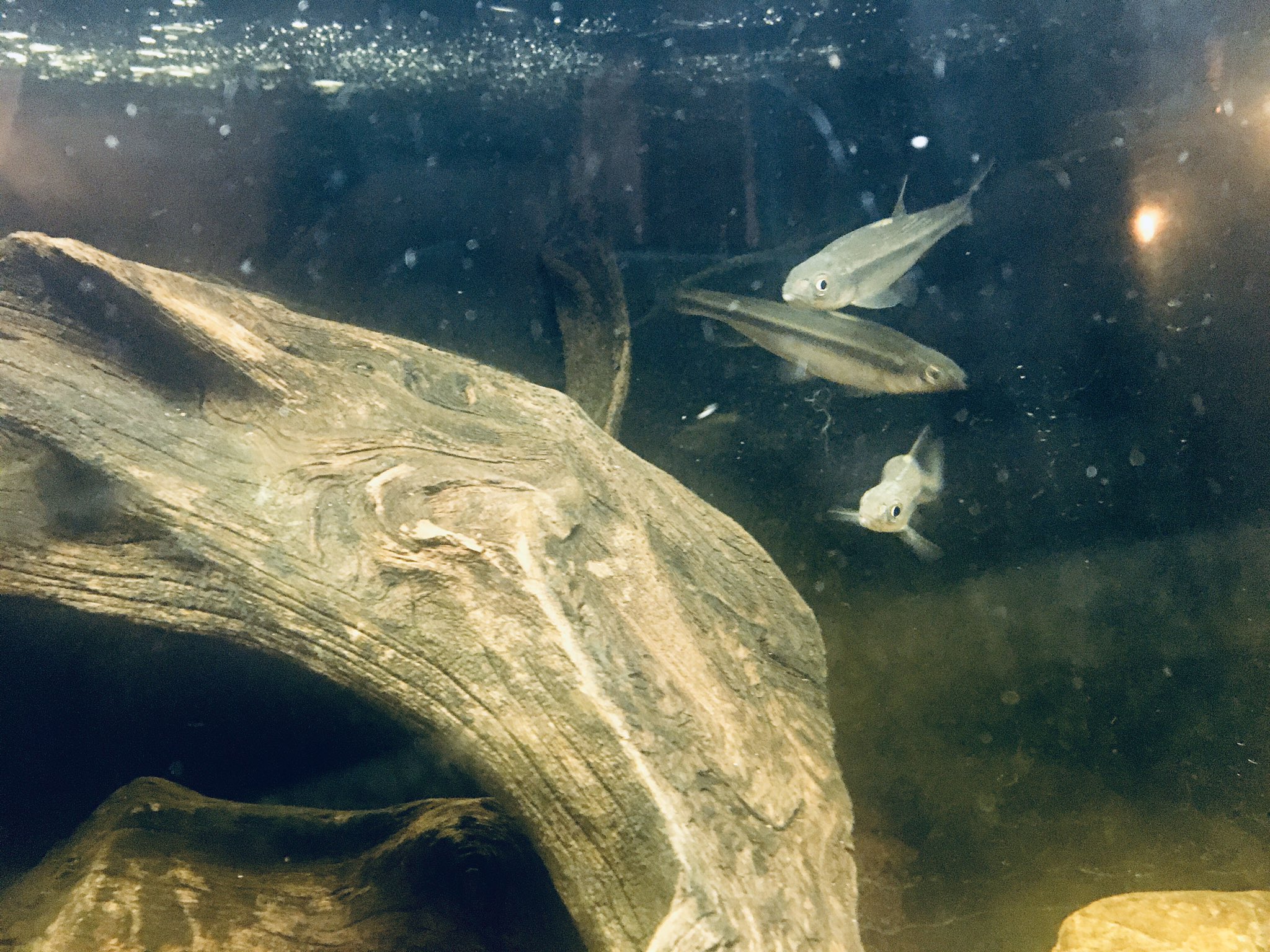 Moi 1年半以上飼育しているカワムツとヒドジョウ 最初はメダカの半分ちょいの大きさだったのにその10倍以上大きくなりました いつか1センチの大型水槽で日本産淡水魚のアクアリウム作ってみたい 日本産淡水魚 カワムツ ドジョウ アクアリウム