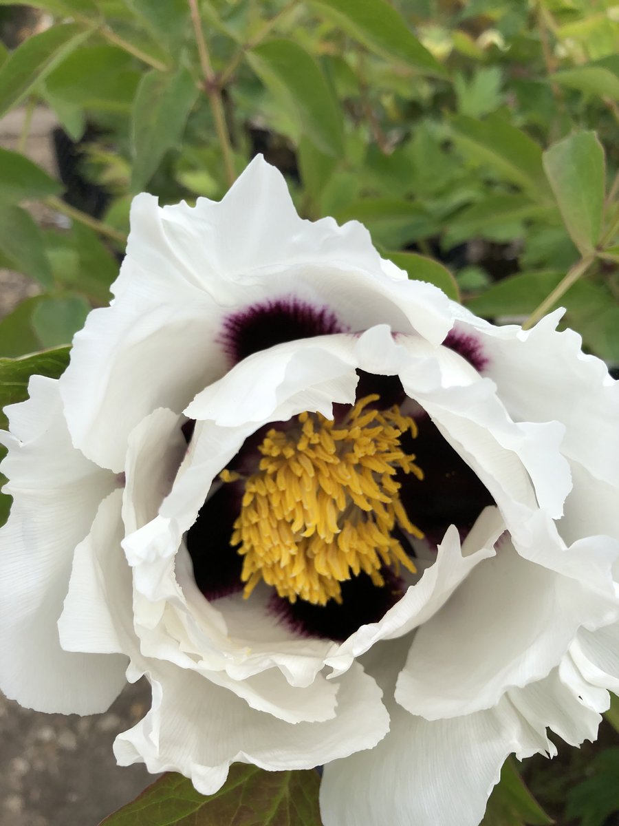 Botanic Nursery tweet media
