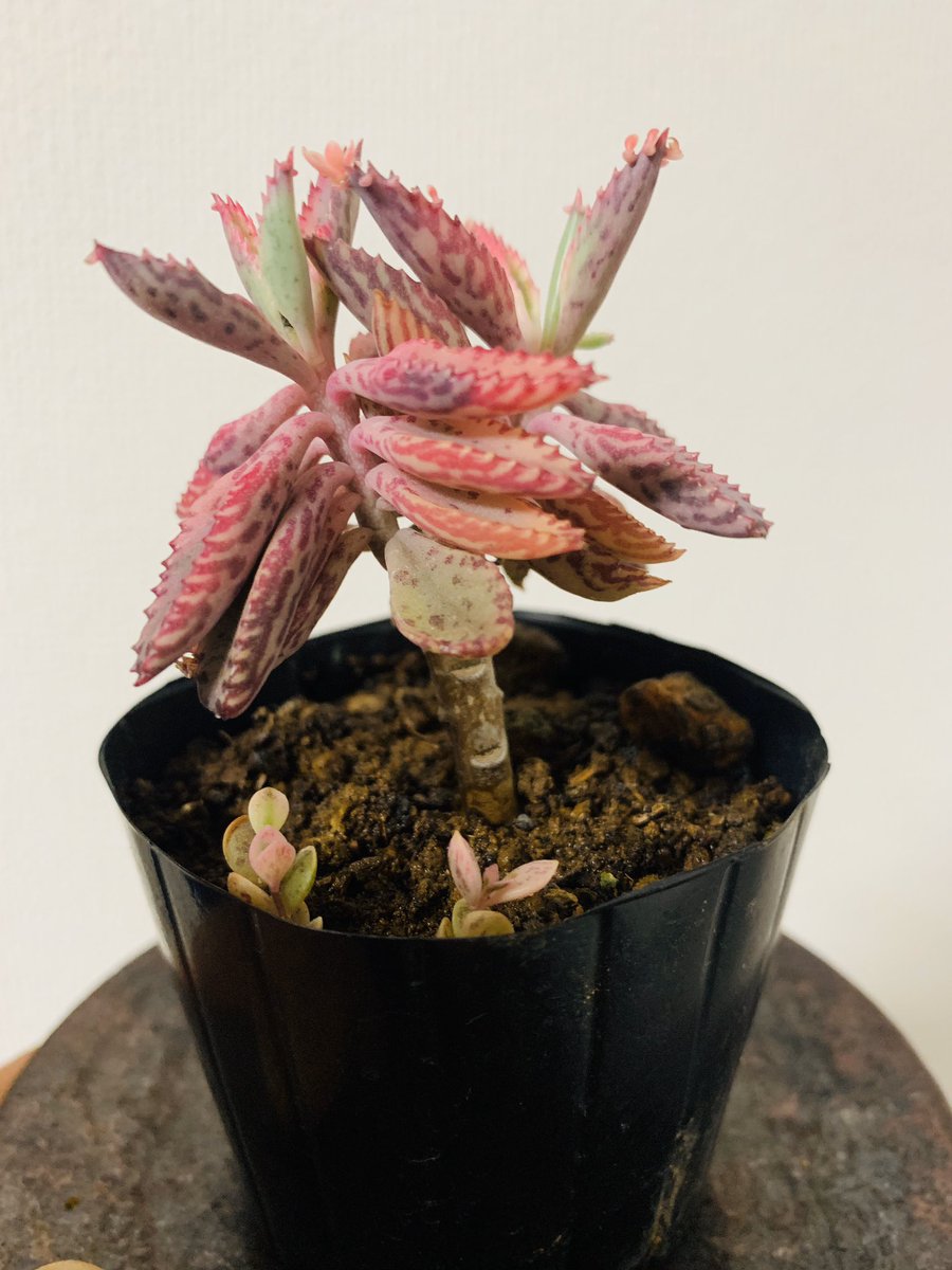 カランコエ 不死鳥錦