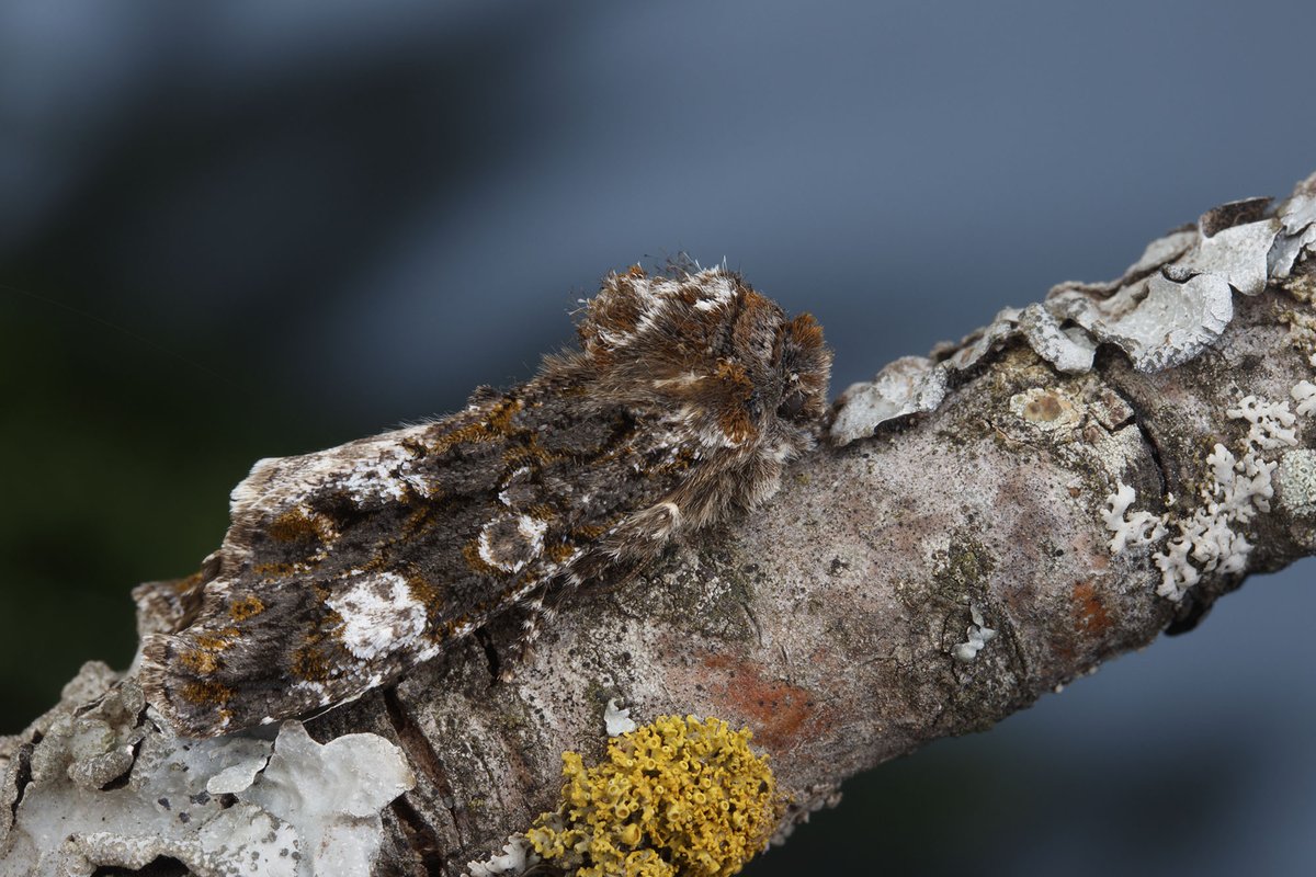 Ibycter's tweet photo. Copivaleria grotei (Grote's Sallow) from the backyard, attracted with a UV lamp https://t.co/473se6CzbM