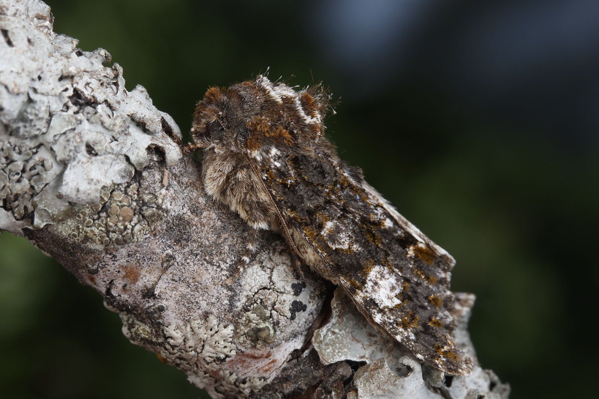 Ibycter's tweet photo. Copivaleria grotei (Grote's Sallow) from the backyard, attracted with a UV lamp https://t.co/473se6CzbM