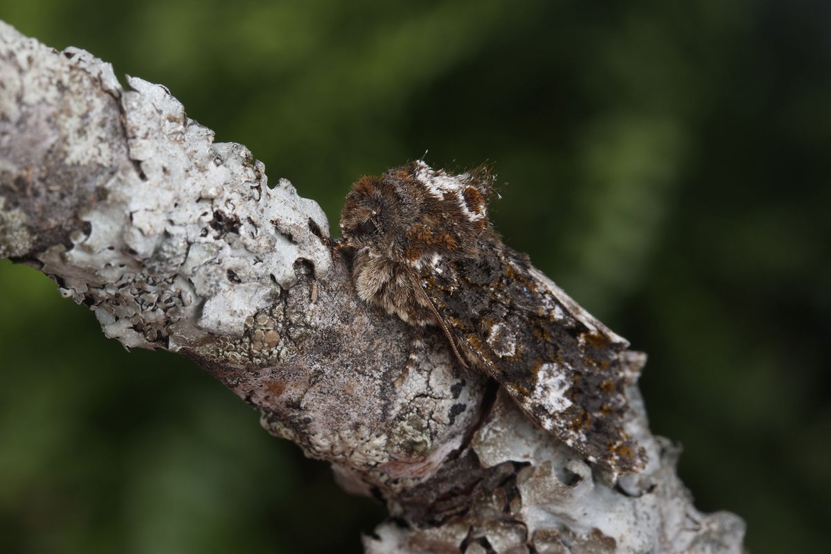 Ibycter's tweet photo. Copivaleria grotei (Grote's Sallow) from the backyard, attracted with a UV lamp https://t.co/473se6CzbM