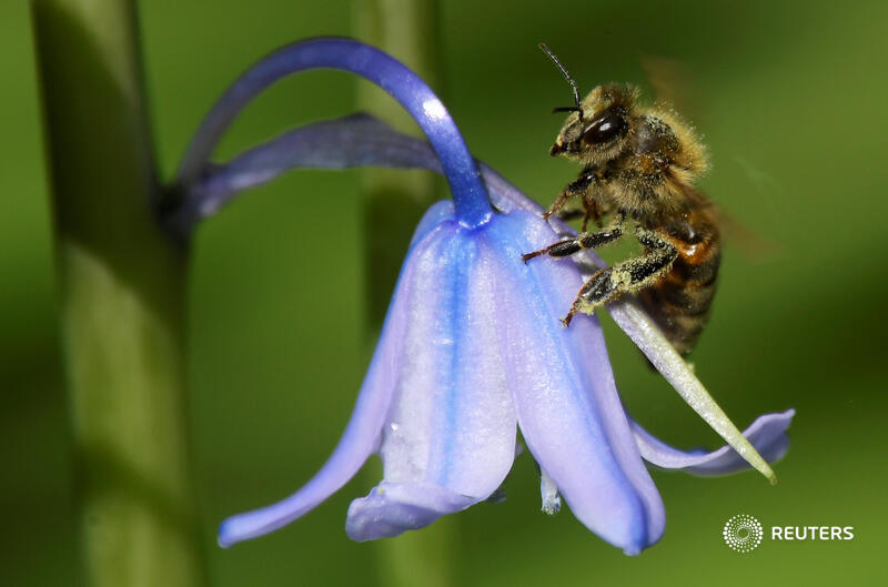 The world’s ants, bees, butterflies, grasshoppers, fireflies and other land-dwelling insects have been suffering population drops of about 9% per decade but freshwater bugs such as dragonflies and mosquitoes have been rallying, researchers say reut.rs/2y61WlJ