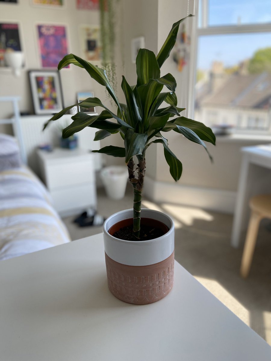 next is my Dracaena, got scared that this was gonna die because some of it’s leaves started to brown but turns out it was just to bright in the window for it. The lil tree is flourishing now