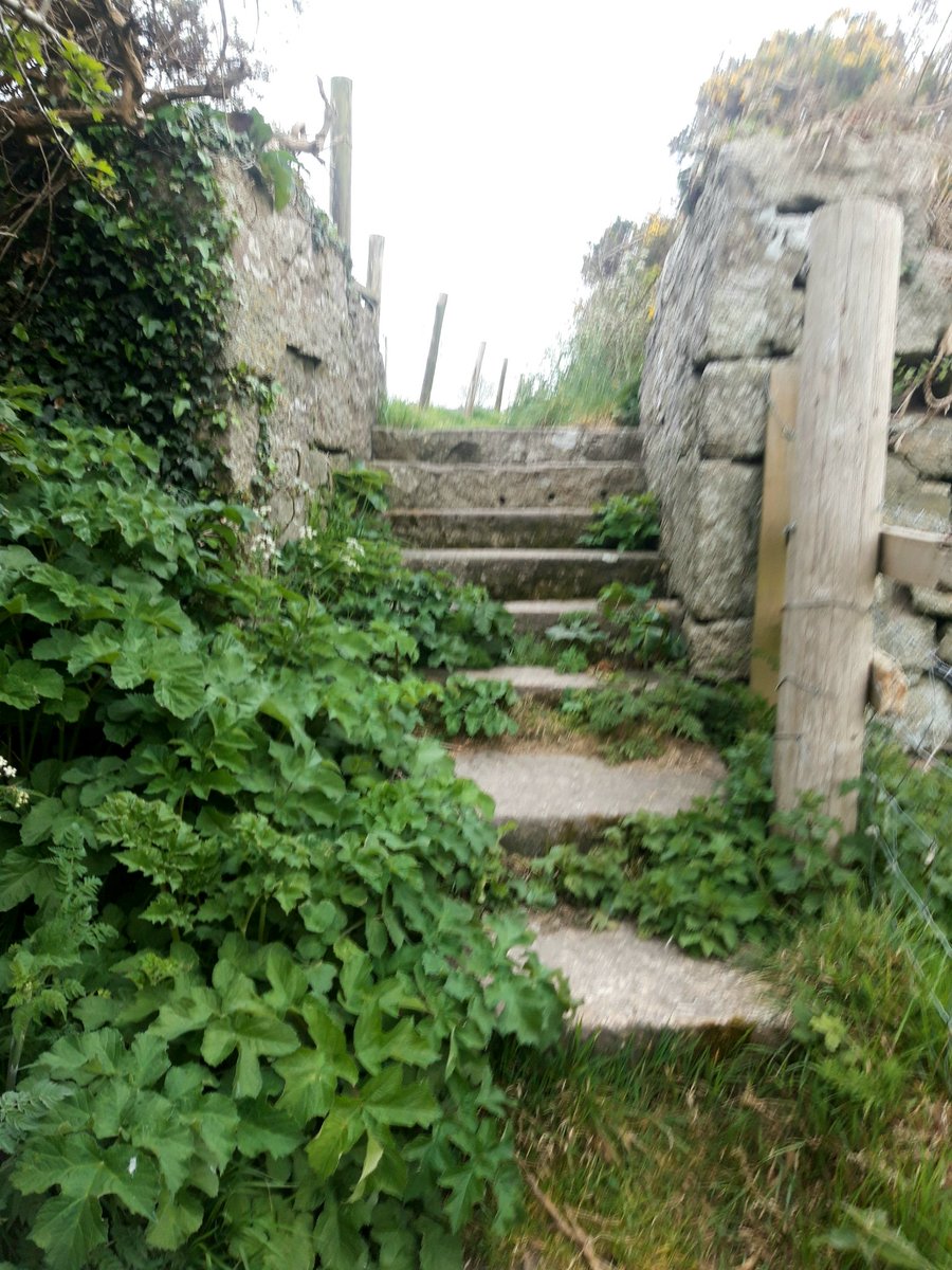 gnome_alice's tweet photo. Dull #MorningWalk , looking across to #Kenython and #Tregeseal Hill where my mother lived 80-odd years ago
Love that the hedges are multi-coloured now after their yelloew and white periods
THAT'S a stile.
And those are gateposts not to be argued with.
#Lannust
#Kernow
#StJust https://t.co/t1HSgQzJ2R