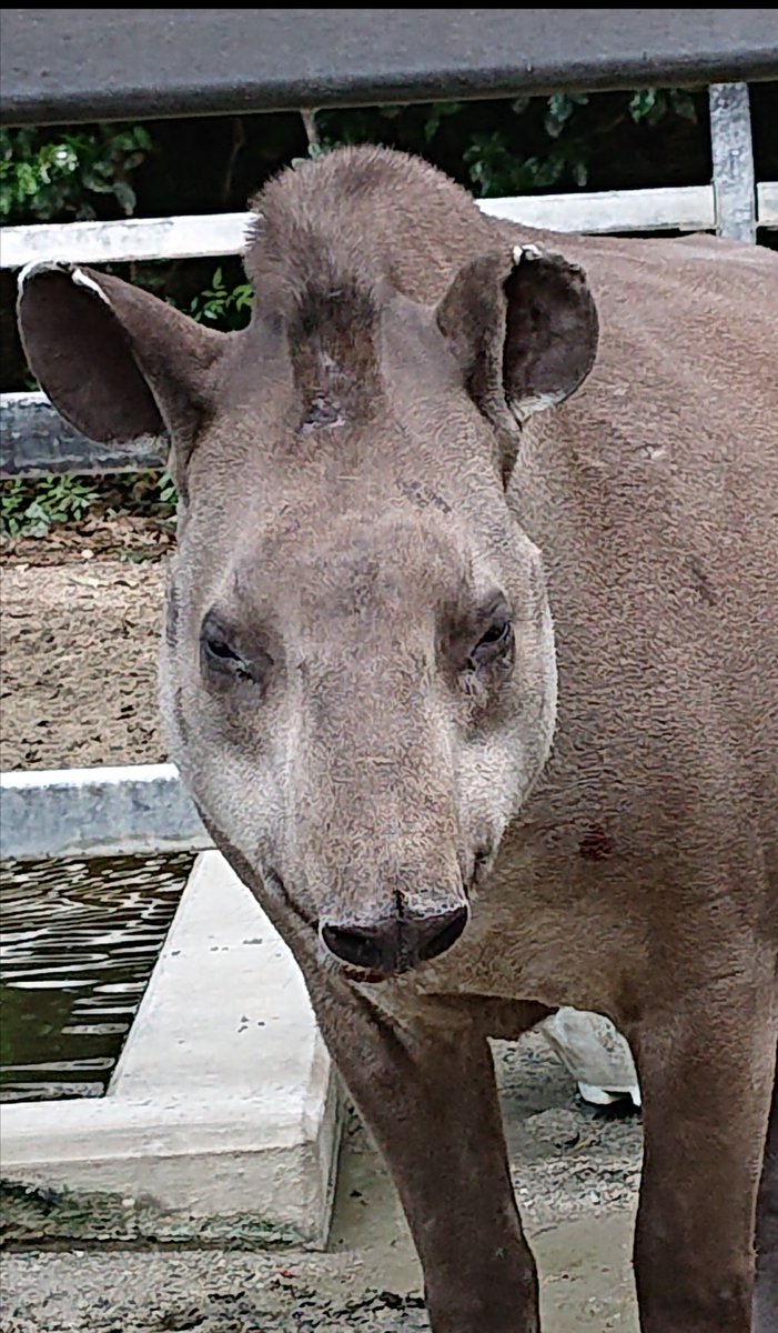 まる 世界バクの日 京都市動物園 ブラジルバク カルロス君です ジッと見つめてくれたけど 眩しかったよう なかなか行けないけど コロナが落ち着いたら 会いに行くからね