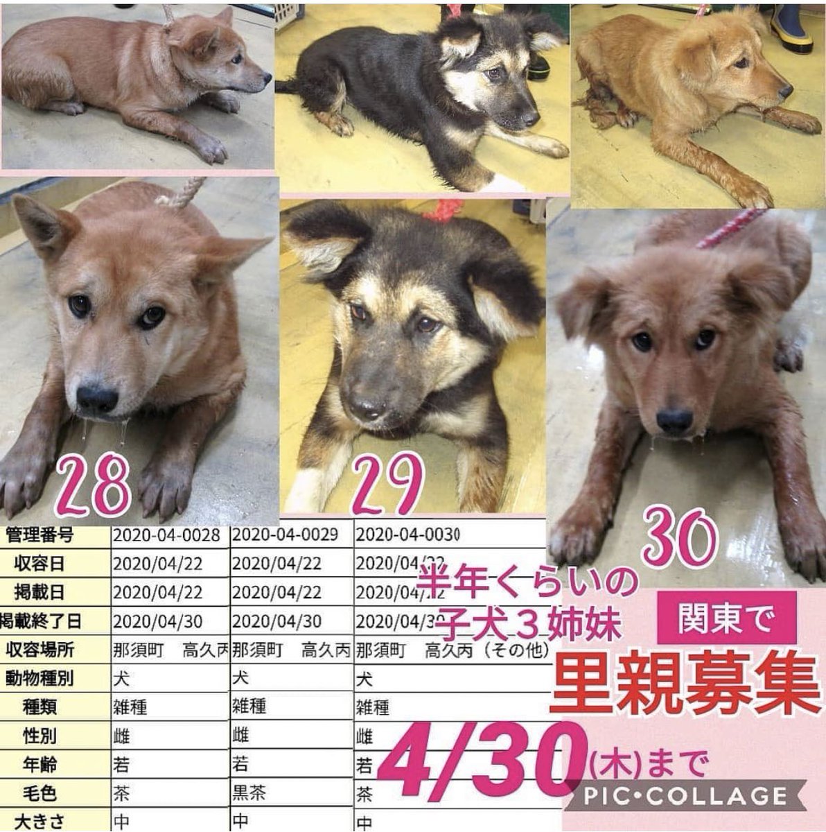 画像をダウンロード 犬 譲ります 千葉 245834犬 譲ります 千葉 Freemuryonjlb4q