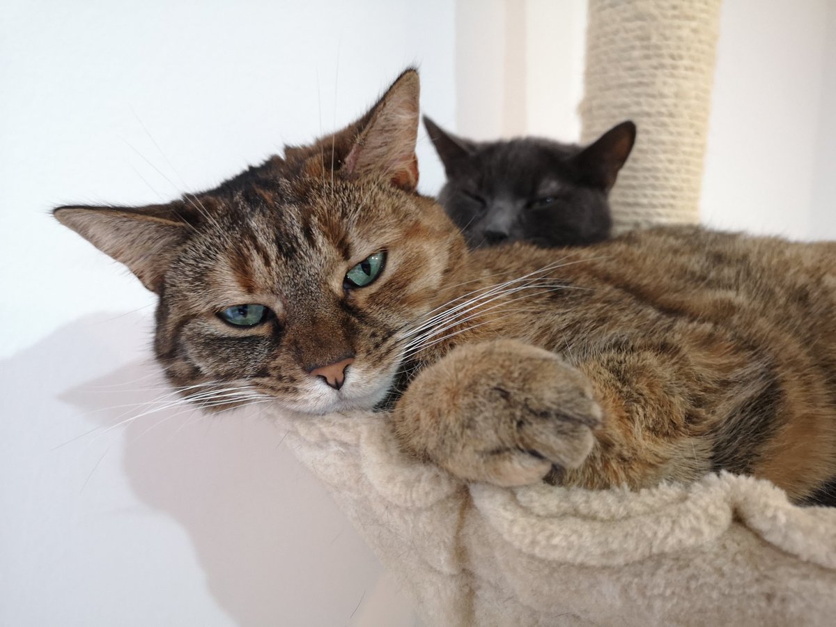 Paf & Tika tweet media