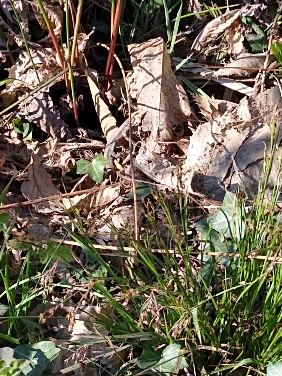 Peter_Carter46's tweet photo. @ChrisGPackham @BBCTwo I heard a rustle whilst walking along a woodland path yesterday and saw the following, can you spot it? https://t.co/nPVpCL5HmI