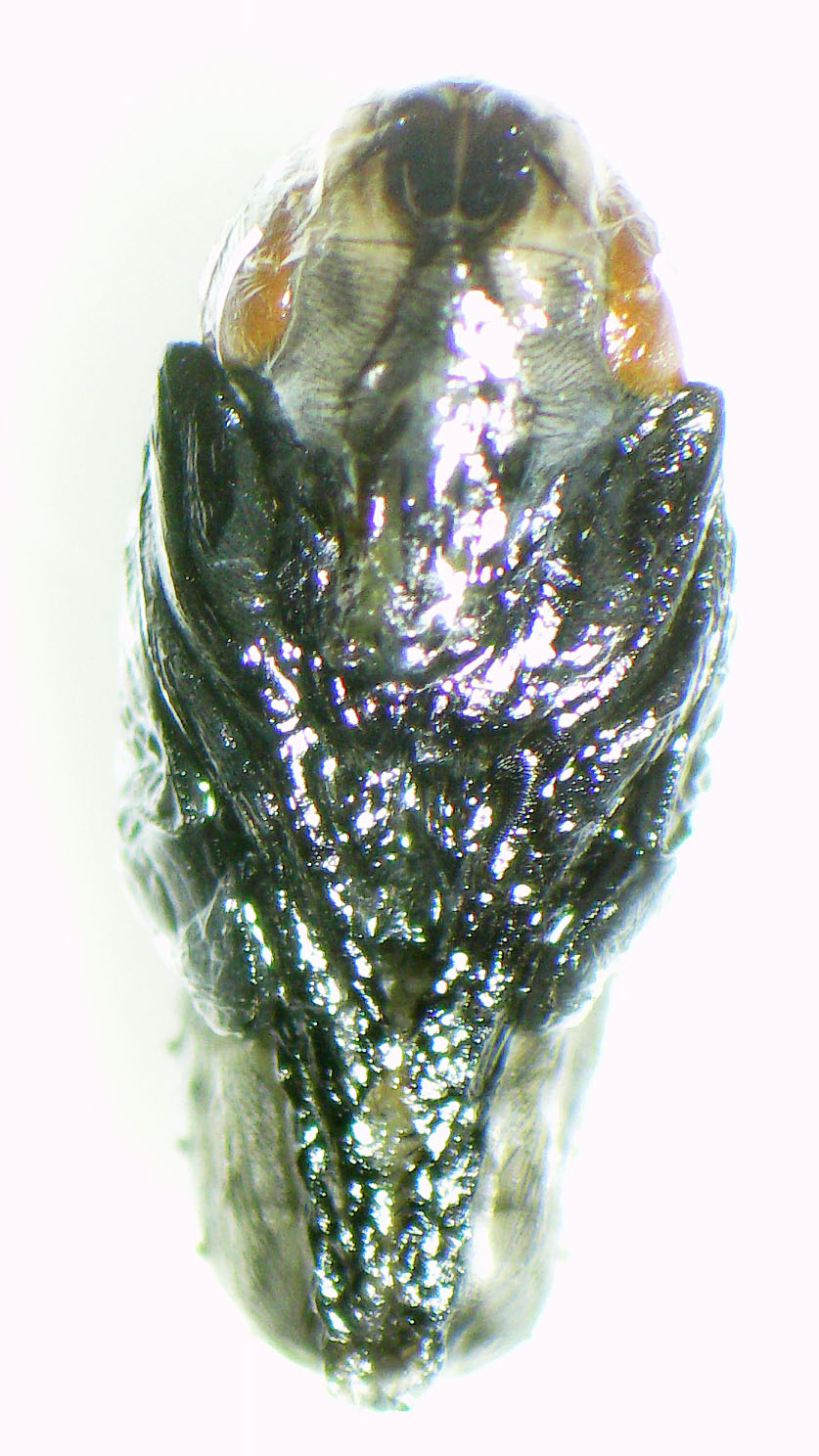 旭川医大寄生虫学講座 釣りエサの 白さし っていうウジ虫 釣具屋さんに売ってるじゃん それを室温で放置すると 黒いサナギになるでしょ でさ いつハエになるのかな いつ出てくるのかな って気になってサナギのカラを剥いでみると こういうの入っ
