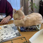 ガンプラの箱に入りたがる猫がかわいい!