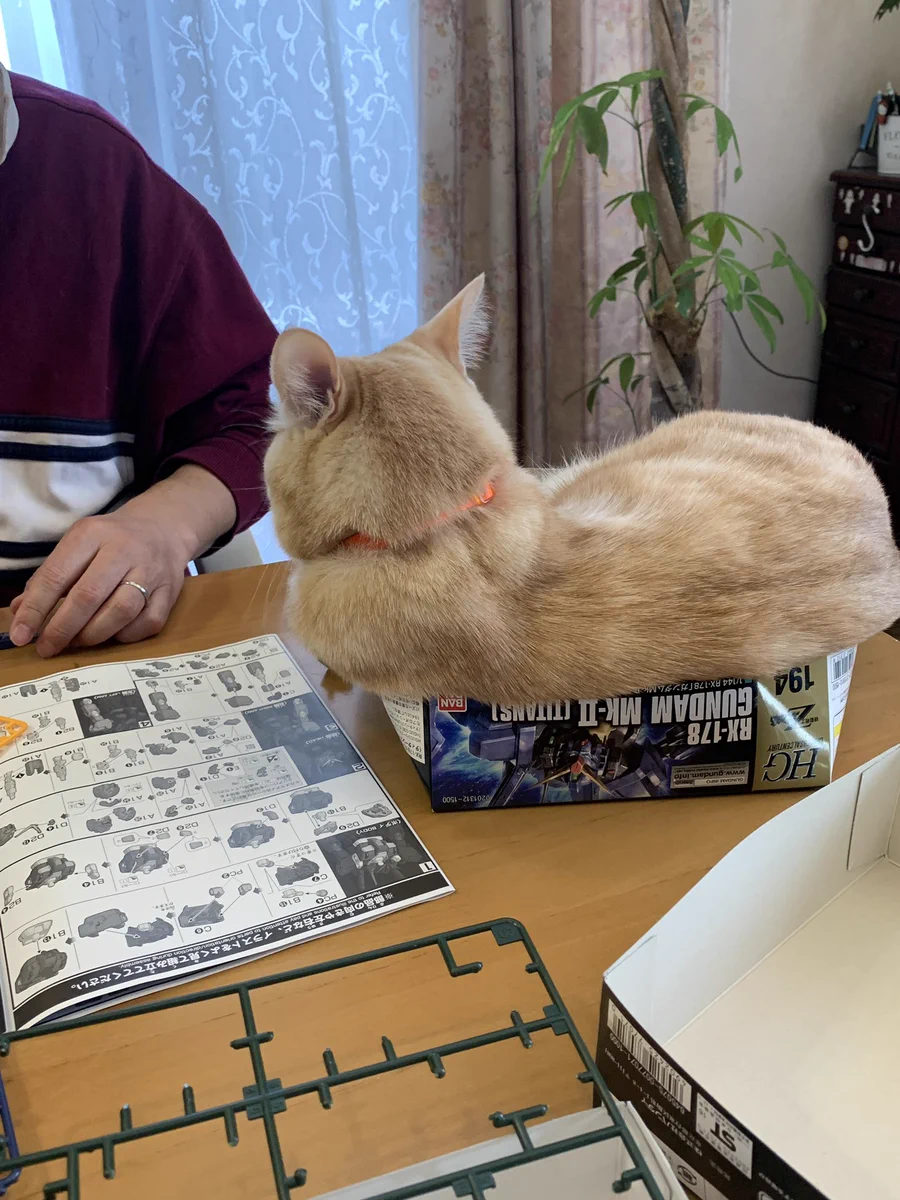 ガンプラの箱に入りたがる猫がかわいいwww