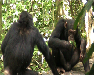 By March 2009, we had conducted successfully our first trials with the  @BudongoChimps. Here is the first manufacture of leaf-sponging tools by Rachel and Pascal in Feb 2009. This was super exciting as they did so at the first 'honey-trap' experiment trial ever implemented 6/n