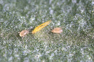 Koppert_France's tweet photo. #thrips en fraise : associer les #biosolutions @Koppert_France pour contrôler efficacement les populations. Acariens auxiliaires, punaise prédatrice, nématodes auxiliaires, pièges et phéromones... en savoir plus sur leur utilisation : https://t.co/tR1VpCKmuj https://t.co/2nRG7Y3XT2