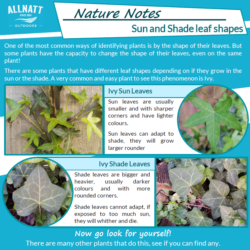 AllnattOutdoors's tweet photo. Can you see any Ivy from your windows, garden or on your daily walk?
Check out our Nature Notes to find out about the different types of leaves 🌿🍃🌞
#AllnattAdventures #NatureNotes #LeafShapes https://t.co/Tky1dJRdOI