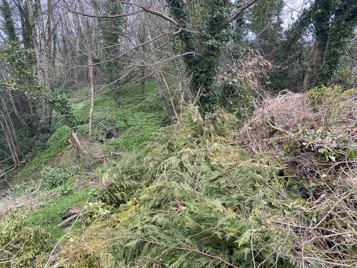 2nd April. infilling ancient woodland with mixed waste. look at how beautiful that wood is in pic 2, an absolute sea of wood anemones. reported multiple times over the years, nothing done, dumping continues*