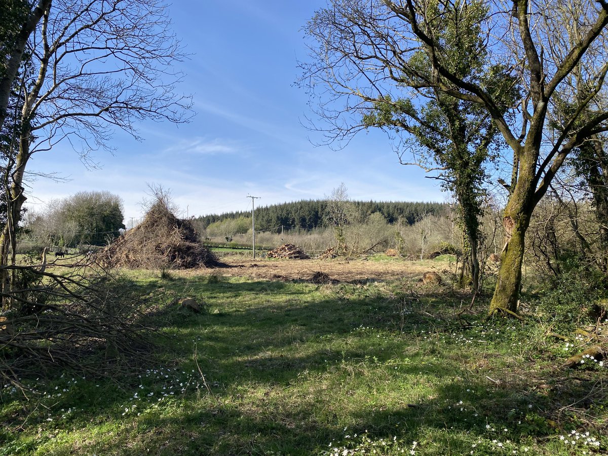 11th April. partial clearance of woodland and hedge boundary removed. reported and followed up. apparently no woodland was cleared according to official... but i was literally standing in a cleared area. the whole thing would likely be gone if not for that departmental site visit