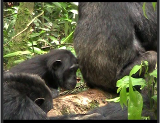 The chimps once again beat my expectations, particularly Wilma who manufactured a stick right away. Based on my master work, it was no surprise that females were the clever ones with respect to tool use ( https://doi.org/10.1016/j.anbehav.2010.09.005) but compare with Kakama seating on the hole8/n.