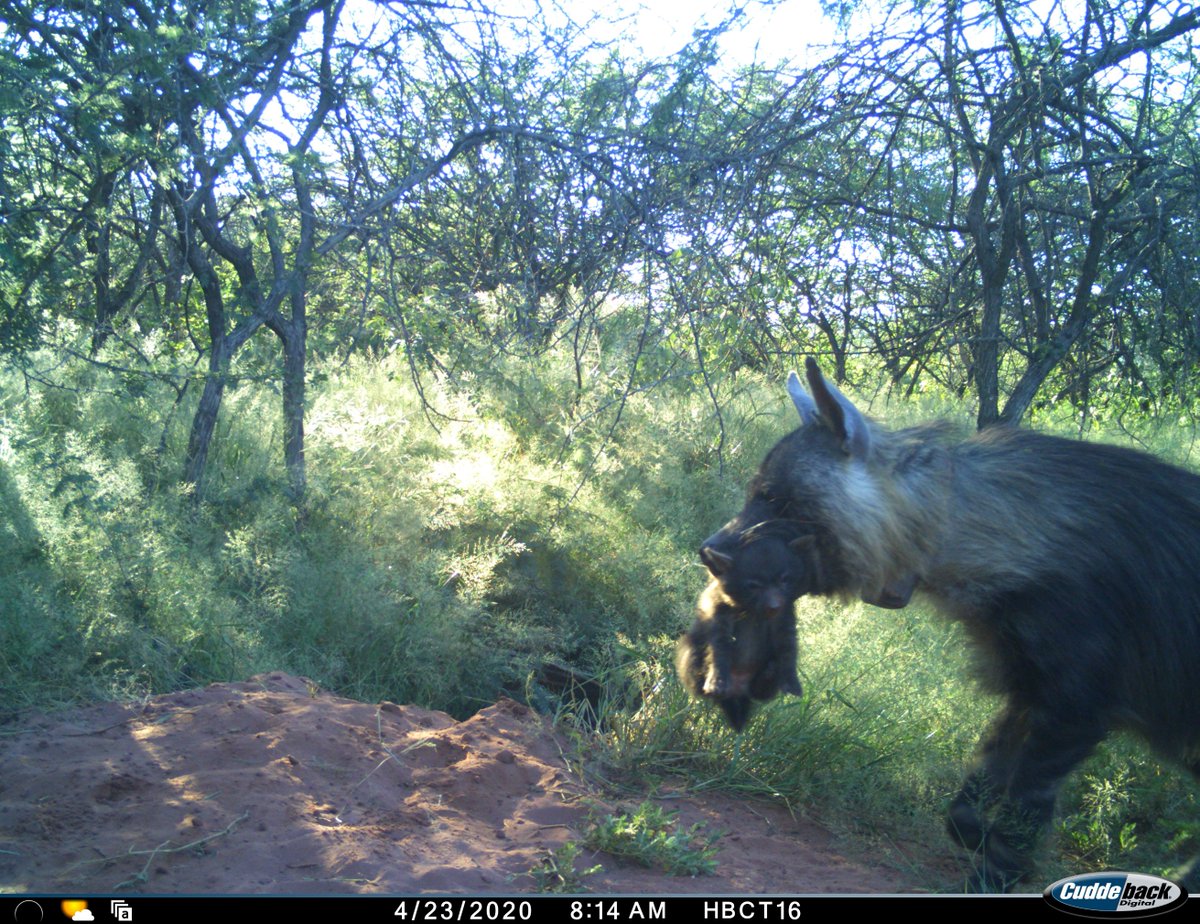africat_namibia's tweet photo. Just in time for world #hyaena day, OHB10 shows us her newest cub as she brings it to the communal den site

To support our hyaena research here at 
@OkonjimaNamibia 
visit https://t.co/ZwzQqEPZHI https://t.co/FApGy37NgQ