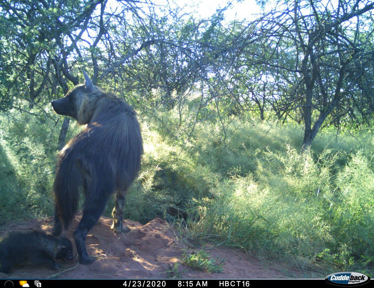 africat_namibia's tweet photo. Just in time for world #hyaena day, OHB10 shows us her newest cub as she brings it to the communal den site

To support our hyaena research here at 
@OkonjimaNamibia 
visit https://t.co/ZwzQqEPZHI https://t.co/FApGy37NgQ
