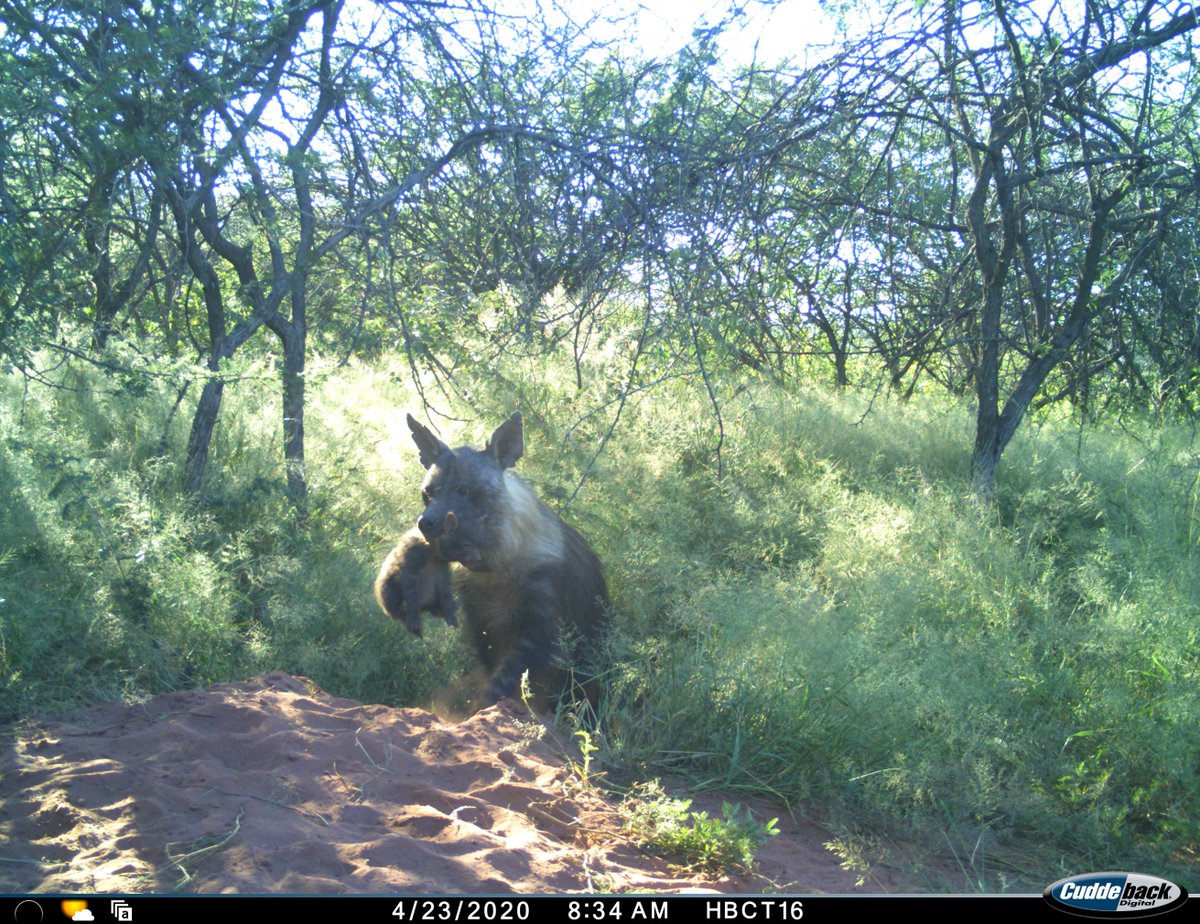 africat_namibia's tweet photo. Just in time for world #hyaena day, OHB10 shows us her newest cub as she brings it to the communal den site

To support our hyaena research here at 
@OkonjimaNamibia 
visit https://t.co/ZwzQqEPZHI https://t.co/FApGy37NgQ