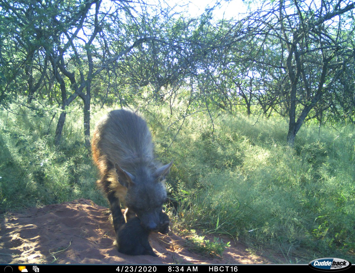 africat_namibia's tweet photo. Just in time for world #hyaena day, OHB10 shows us her newest cub as she brings it to the communal den site

To support our hyaena research here at 
@OkonjimaNamibia 
visit https://t.co/ZwzQqEPZHI https://t.co/FApGy37NgQ