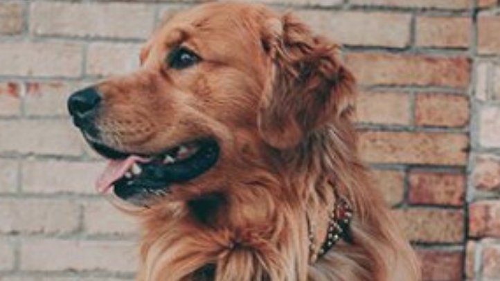 How to Solve Aggression in Dogs | Dog Training Tips 
                It can be a frightening experience to be around an aggressive dog........................
#dogtraining 
dogtipsecret.blogspot.com/2020/04/how-to…